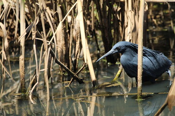 Black heron hunting in the water.