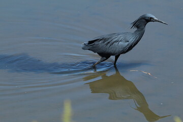 Black heron hunting in the water.