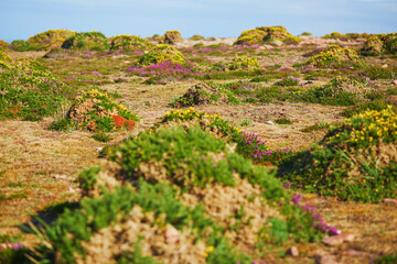 Naklejka premium Scenic view of heather meadows on Cape Frehel, one of the most popular tourist destinations in Brittany, France