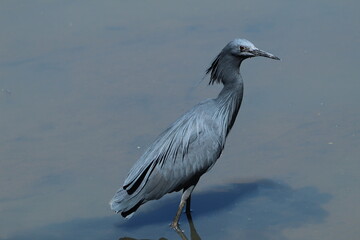 Black heron hunting in the water.