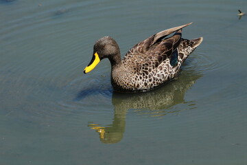 Yellow billed duck in the water.