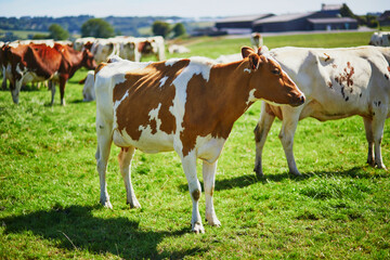 Fototapeta na wymiar Cows grazing on a green pasture in Brittany, France