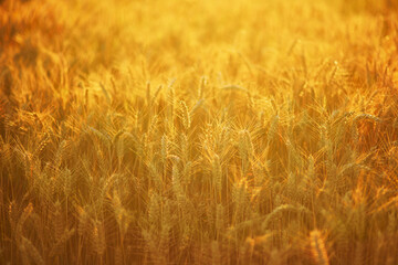 Ears of golden wheat on the field