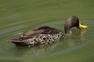 Yellow billed duck floating on the water.