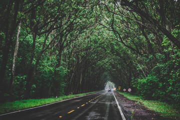 road in the woods