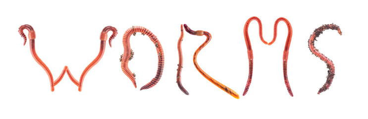 Word WORMS made of red worms Dendrobena, earthworm live bait for fishing isolated on white...
