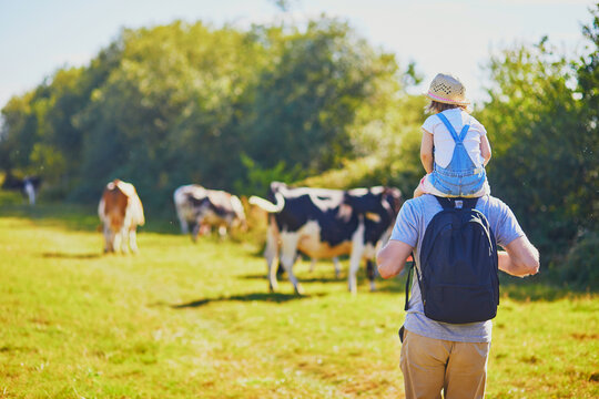Father holding daughter on shoulders and walking near cows grazing on a green pasture in rural Brittany, France