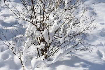 Branches covered with snow. Winter landscape.