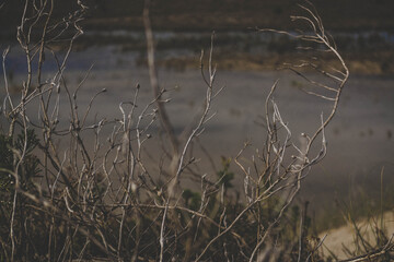 reeds in the water