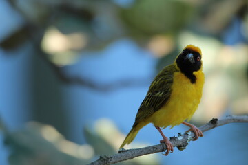 Male southern masked weaver perched on a fig tree branch.