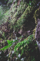 moss on the tree