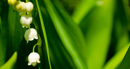 Flower Spring Sun White Green Background Horizontal. Spring flower lily of the valley. Lily of the valley. Ecological background Blooming lily of the valley green grass background in the sunlight. 