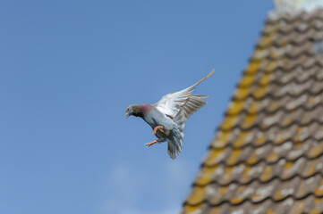 The landing of a racing pigeon with wings spread wide