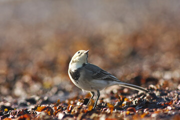 Small white wagtail, Motacilla alba dreaming in the sunshine