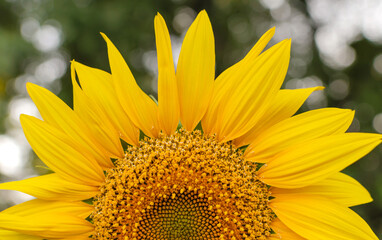 Obraz premium sunflower flower with pollen