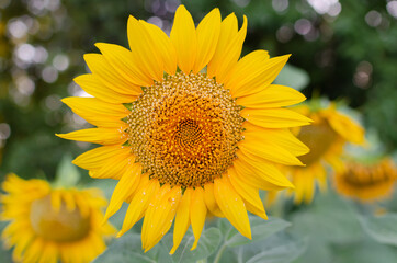 sunflower flower with pollen