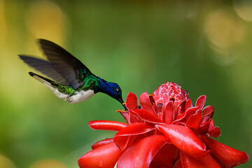 White-necked jacobin - Florisuga mellivora also great jacobin or collared hummingbird, Mexico,...