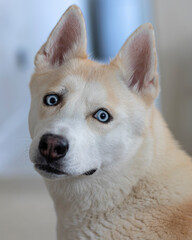 portrait of a white dog, white dog, husky, akita