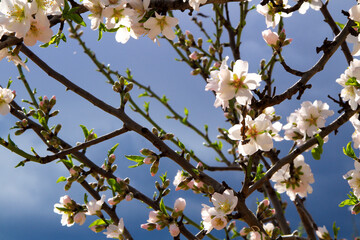 Obraz premium Almond trees in bloom under blue sky