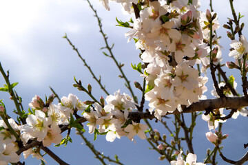 Almond trees in bloom under blue sky