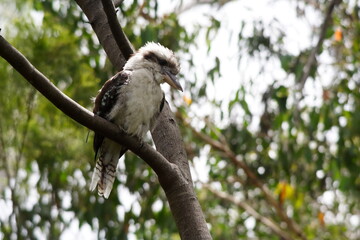 Kookaburra (Dacelo, f. Alcedinidae) perched on a tree branch