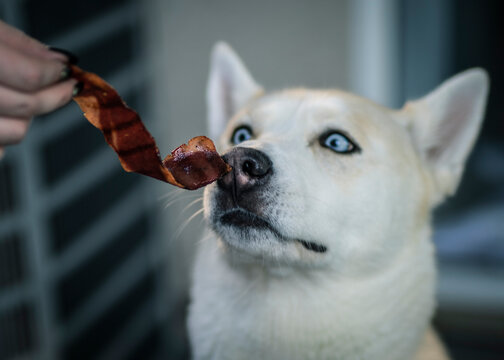 white dog, husky, akita, bacon, smell