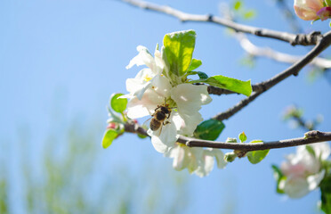 Beautiful white apple or pear blossom.Flowering apple pear tree.Fresh spring background on nature outdoors.Soft focus image of blossoming flowers in spring time.For easter and spring greeting cards