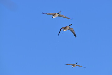 Canadian Geese
