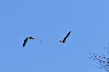 Canadian Geese