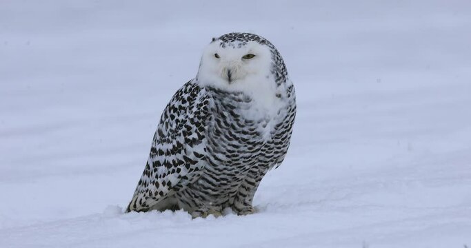 Snowy owl, Bubo scandiacus, perched in snow during snowfall. Arctic owl with open beak while hooting song. Beautiful white polar bird with yellow eyes. Winter in wild nature habitat.
