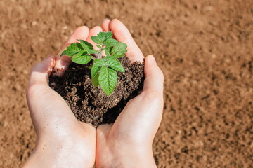 Womans Hands holding and caring a green young tomato seedling.  Close-up. Early spring working and preparations for garden season.