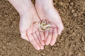 Young farmers hands hold sprouted seeds of the pumpkin family of vegetables: cucumbers, zucchini, pumpkins.