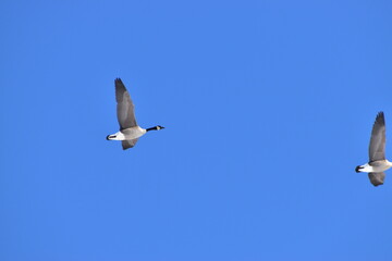 Canadian Geese