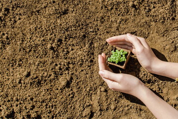 Radish seeds in pot in a young farmers hands on the background of cultivated soil. Top view. Sprouting Microgreens. Vegan and healthy eating concept.