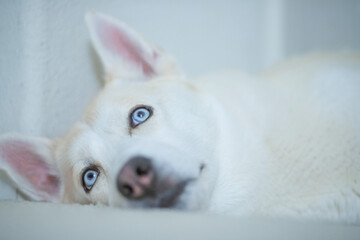 white dog, husky, akita