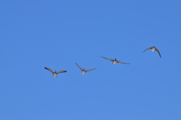 Canadian Geese