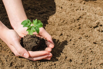 tomato seedlings are growing from fertile soil in the hands of  young woman farmer.