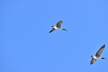 Obraz premium Canadian Geese