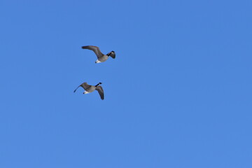Canadian Geese