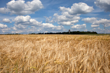 Cornfield landscape in summer with blue cloudy sky