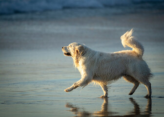 white dog on the beach
