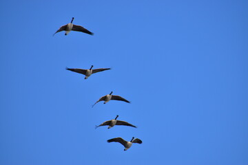 Canadian Geese