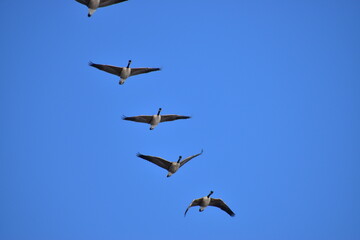 Canadian Geese