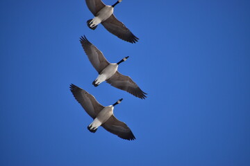 Canadian Geese.