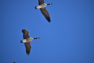 Canadian Geese