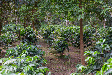 Fototapeta na wymiar Arabian coffee Coffea arabica from Colombia