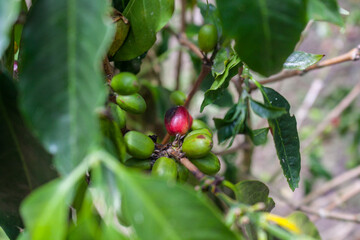 Arabian coffee Coffea arabica from Colombia