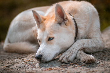 white dog on the beach, husky, akita