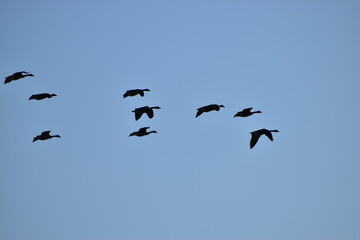 Canadian Geese