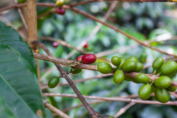 Arabian coffee Coffea arabica from Colombia